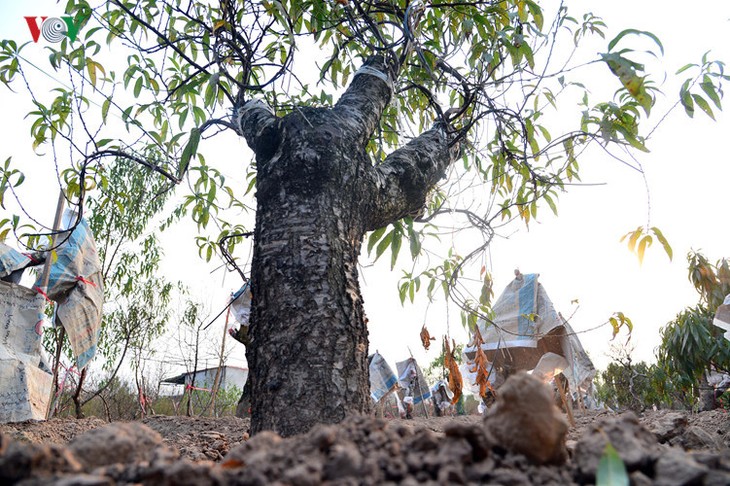 Peach blossoms bloom early in Nhat Tan flower village - ảnh 7